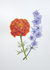 Marigold & Larkspur - Watercolor Postcard | Reconnect Club Artwork
