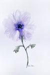 watercolor painting of purple anemone flower