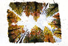 Fall Sky Gazing- Watercolor Postcard | Reconnect Club Artwork